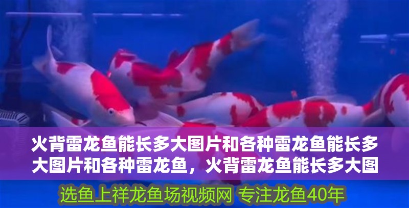 火背雷龍魚(yú)能長(zhǎng)多大圖片和各種雷龍魚(yú)能長(zhǎng)多大圖片和各種雷龍魚(yú)，火背雷龍魚(yú)能長(zhǎng)多大圖片
