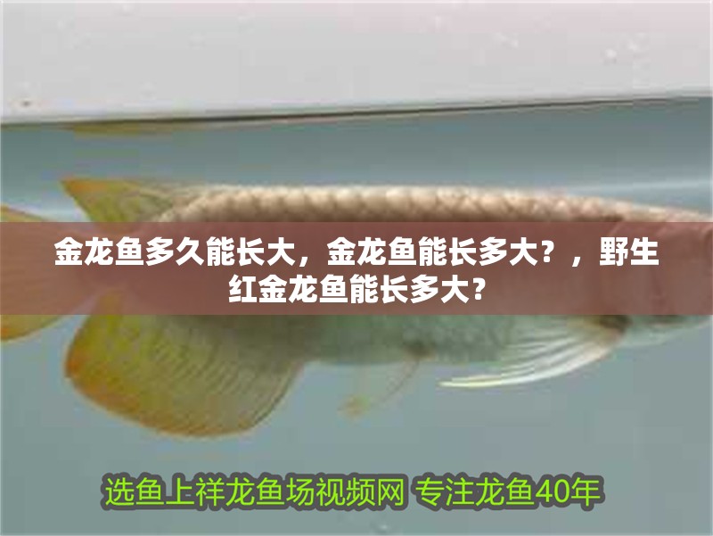 金龍魚多久能長大，金龍魚能長多大？，野生紅金龍魚能長多大？