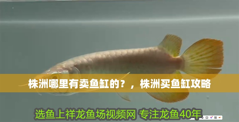 株洲哪里有賣魚缸的？，株洲買魚缸攻略