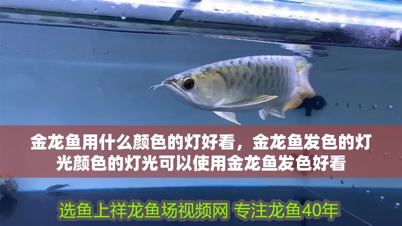 金龍魚用什么顏色的燈好看，金龍魚發(fā)色的燈光顏色的燈光可以使用金龍魚發(fā)色好看