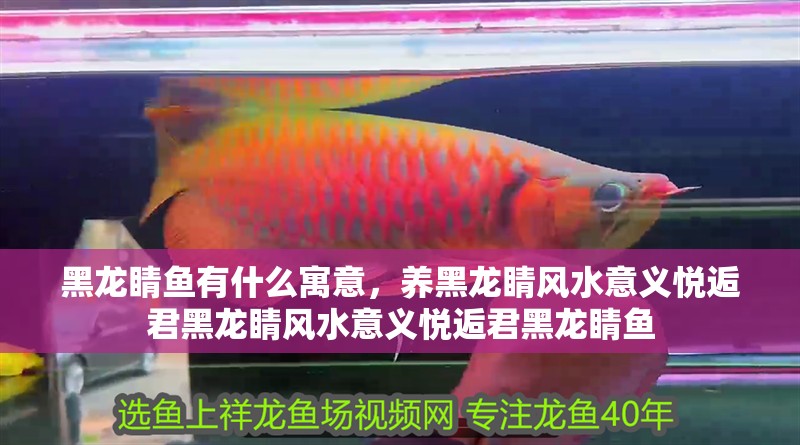 黑龍睛魚(yú)有什么寓意，養(yǎng)黑龍睛風(fēng)水意義悅逅君黑龍睛風(fēng)水意義悅逅君黑龍睛魚(yú)