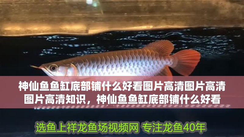 神仙魚魚缸底部鋪什么好看圖片高清圖片高清圖片高清知識，神仙魚魚缸底部鋪什么好看