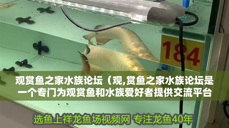 觀賞魚之家水族論壇（觀,賞魚之家水族論壇是一個專門為觀賞魚和水族愛好者提供交流平臺的網站）