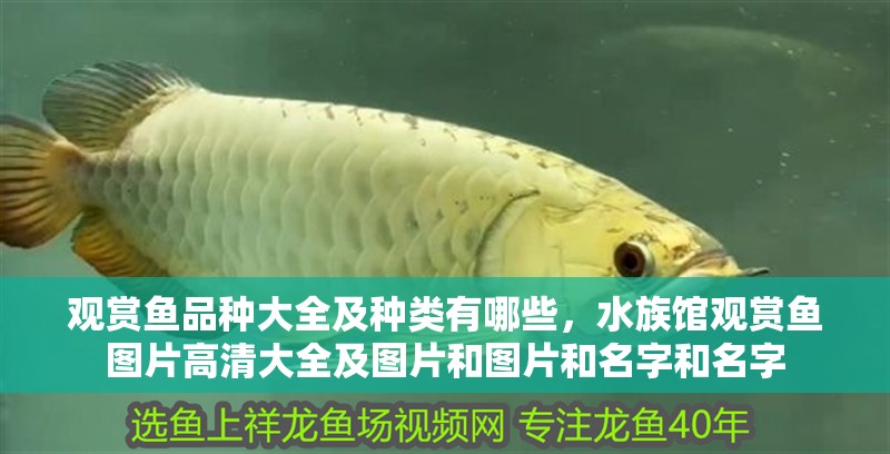 觀賞魚品種大全及種類有哪些，水族館觀賞魚圖片高清大全及圖片和圖片和名字和名字
