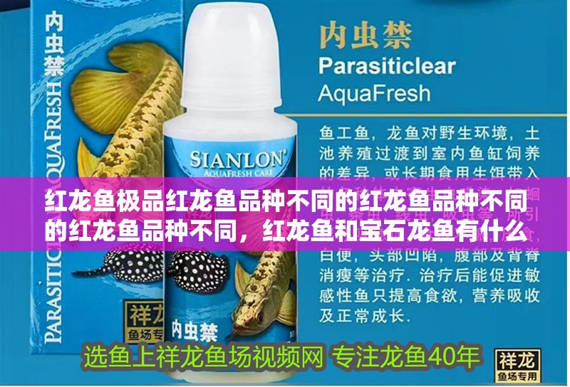 紅龍魚極品紅龍魚品種不同的紅龍魚品種不同的紅龍魚品種不同，紅龍魚和寶石龍魚有什么區(qū)別？