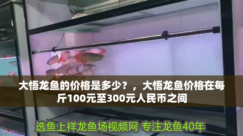 大悟龍魚的價(jià)格是多少？，大悟龍魚價(jià)格在每斤100元至300元人民幣之間