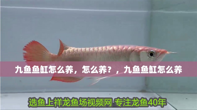 九魚魚缸怎么養，怎么養？，九魚魚缸怎么養