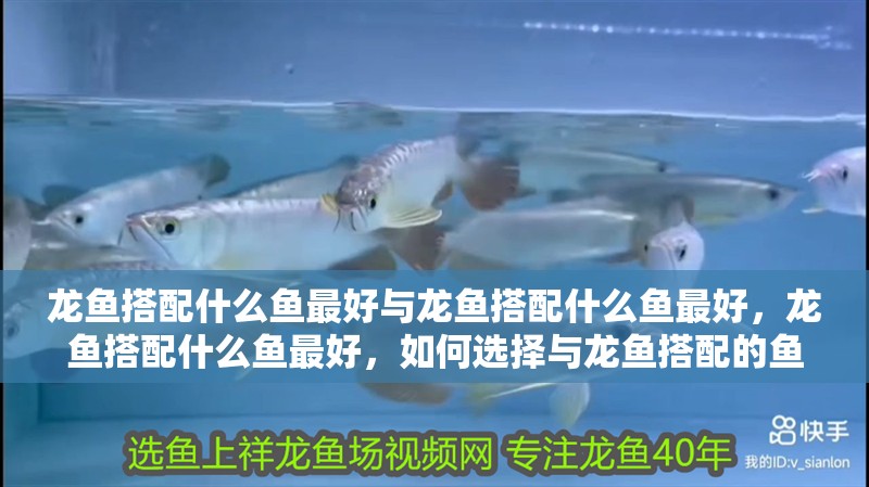 龍魚搭配什么魚最好與龍魚搭配什么魚最好，龍魚搭配什么魚最好，如何選擇與龍魚搭配的魚類