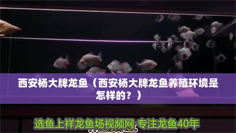 西安楊大牌龍魚（西安楊大牌龍魚養殖環境是怎樣的？）