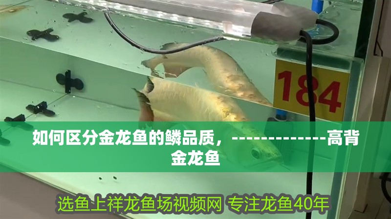 如何區分金龍魚的鱗品質，-------------高背金龍魚