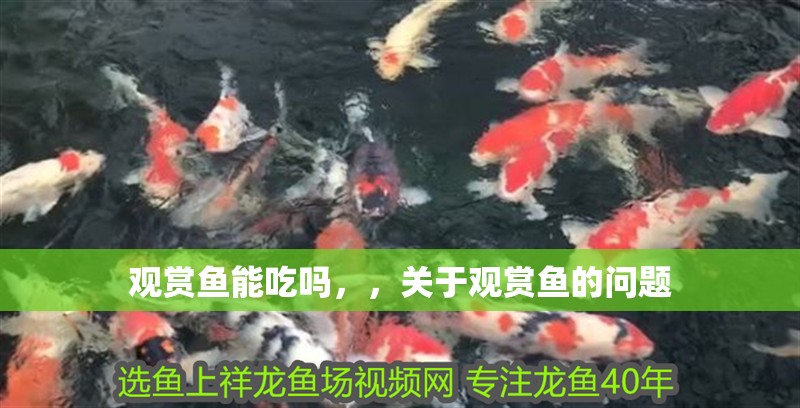 觀賞魚能吃嗎，，關于觀賞魚的問題
