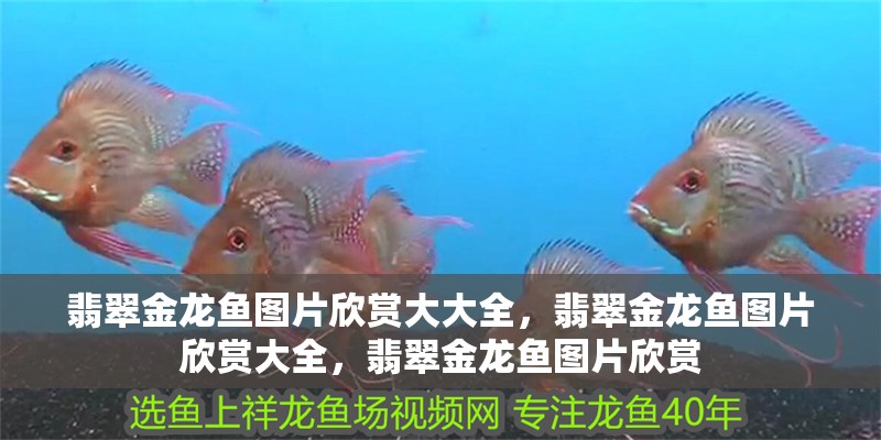 翡翠金龍魚圖片欣賞大大全，翡翠金龍魚圖片欣賞大全，翡翠金龍魚圖片欣賞