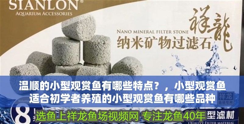溫順的小型觀賞魚有哪些特點(diǎn)？，小型觀賞魚適合初學(xué)者養(yǎng)殖的小型觀賞魚有哪些品種
