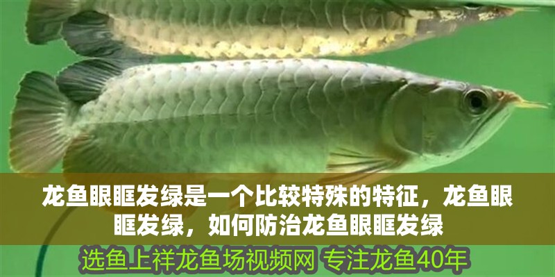 龍魚眼眶發(fā)綠是一個比較特殊的特征，龍魚眼眶發(fā)綠，如何防治龍魚眼眶發(fā)綠 龍魚眼眶發(fā)綠是一個比較特殊的特征，龍魚眼眶發(fā)綠，如何防治龍魚眼眶發(fā)綠 觀賞魚百科 第2張