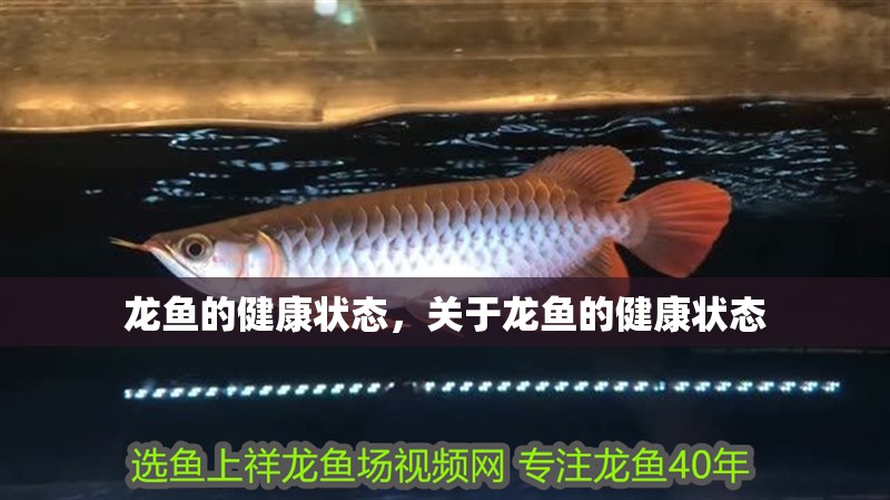 龍魚的健康狀態(tài)，關(guān)于龍魚的健康狀態(tài)