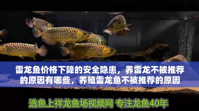雷龍魚價格下降的安全隱患，養雷龍不被推薦的原因有哪些，養殖雷龍魚不被推薦的原因