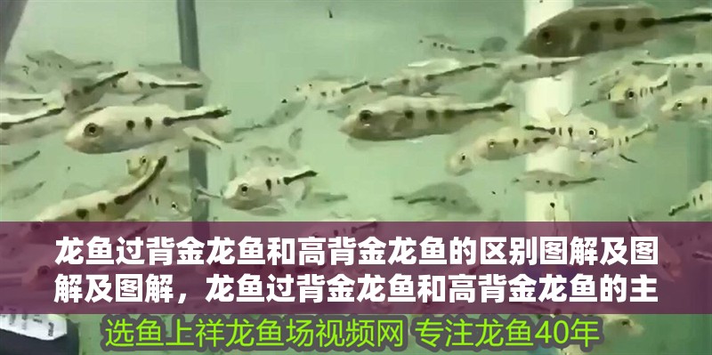 龍魚過背金龍魚和高背金龍魚的區別圖解及圖解及圖解，龍魚過背金龍魚和高背金龍魚的主要區別