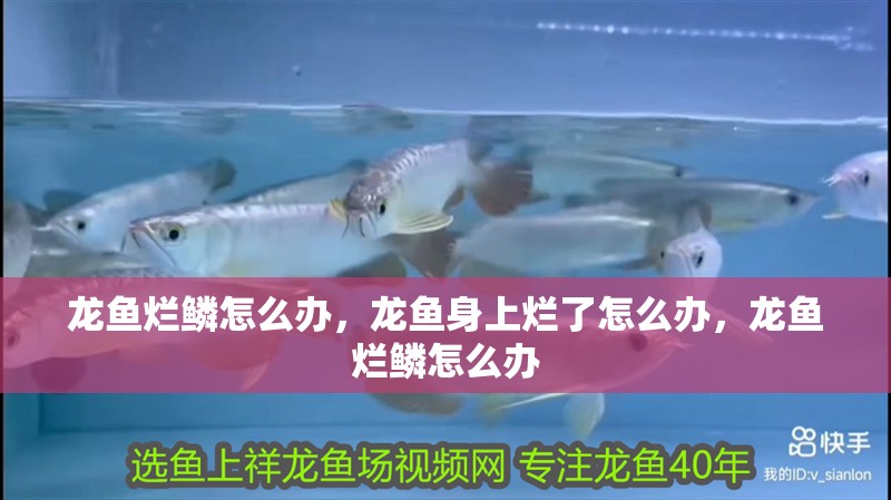 龍魚爛鱗怎么辦，龍魚身上爛了怎么辦，龍魚爛鱗怎么辦