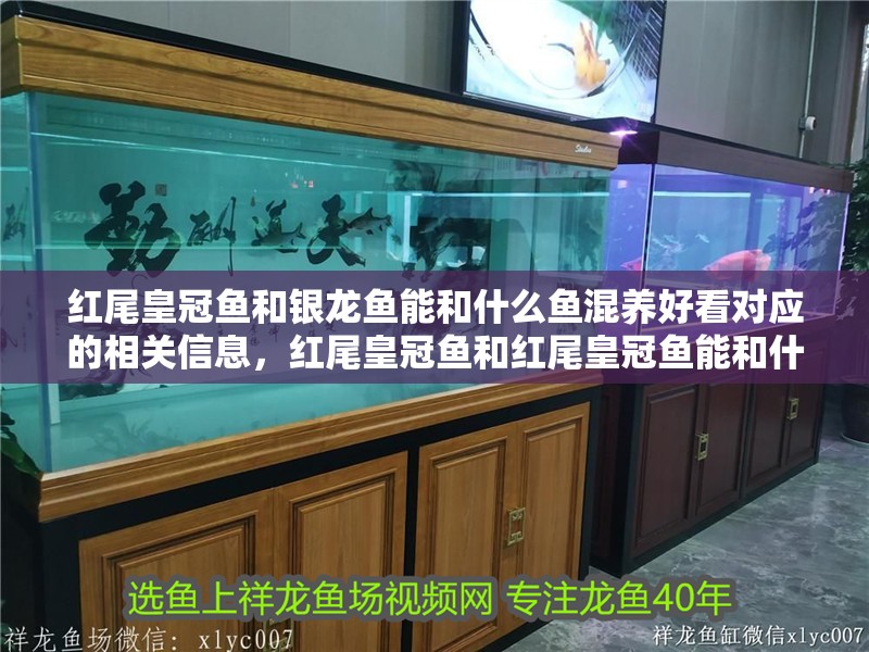 紅尾皇冠魚和銀龍魚能和什么魚混養(yǎng)好看對(duì)應(yīng)的相關(guān)信息，紅尾皇冠魚和紅尾皇冠魚能和什么魚混養(yǎng)好看對(duì)應(yīng)的信息