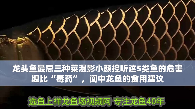 龍頭魚最忌三種菜漫影小顏控聽(tīng)這5類魚的危害堪比“毒藥”，閬中龍魚的食用建議 龍頭魚最忌三種菜漫影小顏控聽(tīng)這5類魚的危害堪比“毒藥”，閬中龍魚的食用建議 觀賞魚百科 第8張