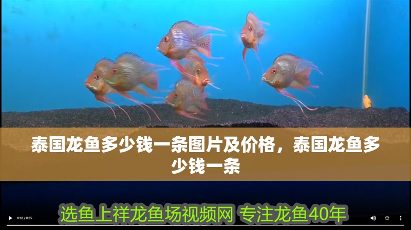 泰國龍魚多少錢一條圖片及價格，泰國龍魚多少錢一條