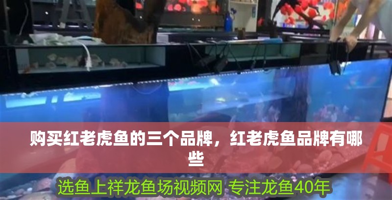 購買紅老虎魚的三個品牌，紅老虎魚品牌有哪些