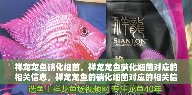 祥龍龍魚硝化細菌，祥龍龍魚硝化細菌對應的相關信息，祥龍龍魚的硝化細菌對應的相關信息