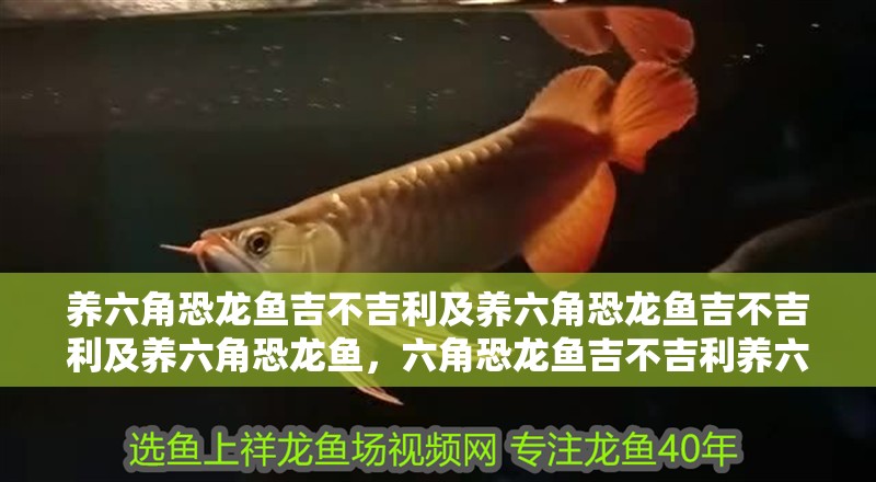 養(yǎng)六角恐龍魚吉不吉利及養(yǎng)六角恐龍魚吉不吉利及養(yǎng)六角恐龍魚，六角恐龍魚吉不吉利養(yǎng)六角恐龍風(fēng)水禁忌 養(yǎng)六角恐龍魚吉不吉利及養(yǎng)六角恐龍魚吉不吉利及養(yǎng)六角恐龍魚，六角恐龍魚吉不吉利養(yǎng)六角恐龍風(fēng)水禁忌 觀賞魚百科 第2張