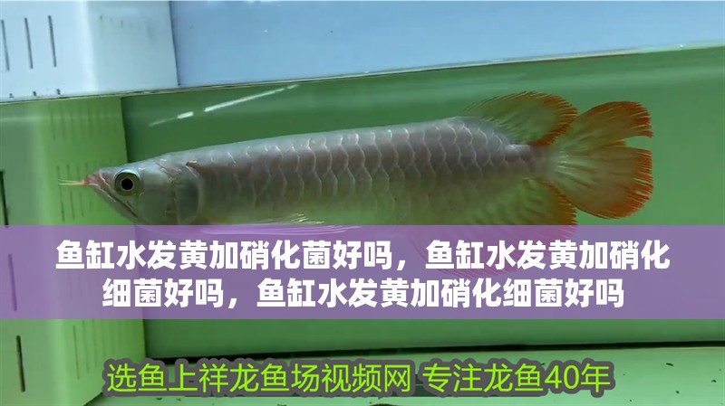 魚缸水發黃加硝化菌好嗎，魚缸水發黃加硝化細菌好嗎，魚缸水發黃加硝化細菌好嗎