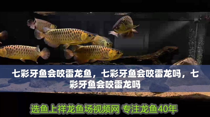 七彩牙魚會咬雷龍魚，七彩牙魚會咬雷龍嗎，七彩牙魚會咬雷龍嗎