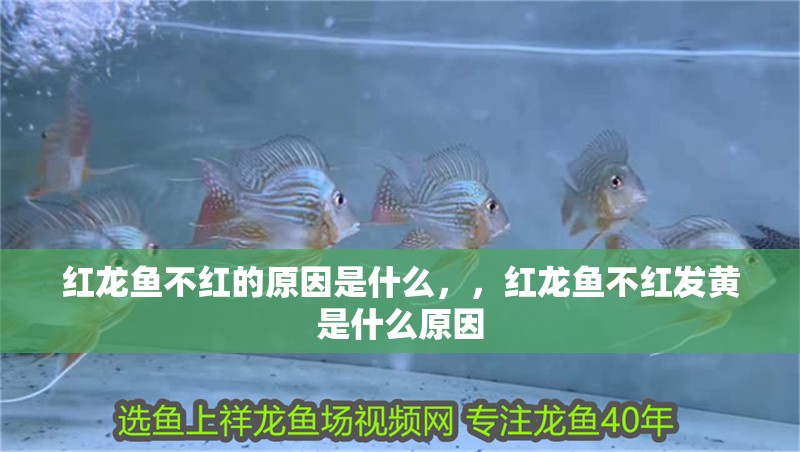 紅龍魚不紅的原因是什么，，紅龍魚不紅發黃是什么原因