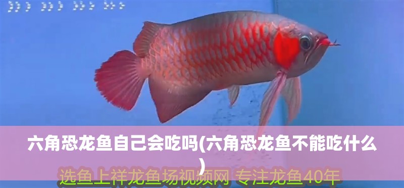 六角恐龍魚自己會吃嗎(六角恐龍魚不能吃什么)