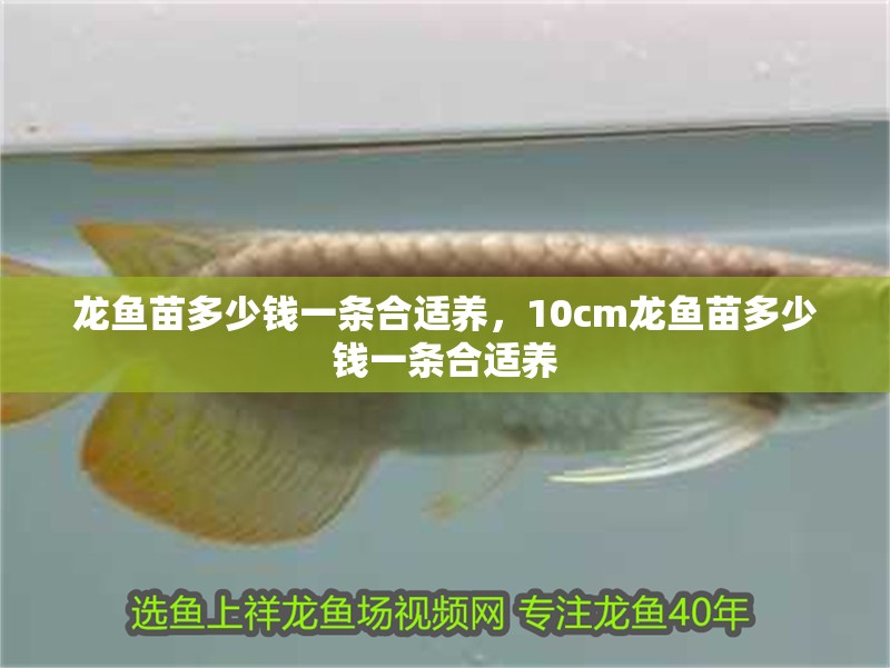 龍魚苗多少錢一條合適養，10cm龍魚苗多少錢一條合適養 龍魚苗多少錢一條合適養，10cm龍魚苗多少錢一條合適養 觀賞魚百科 第2張