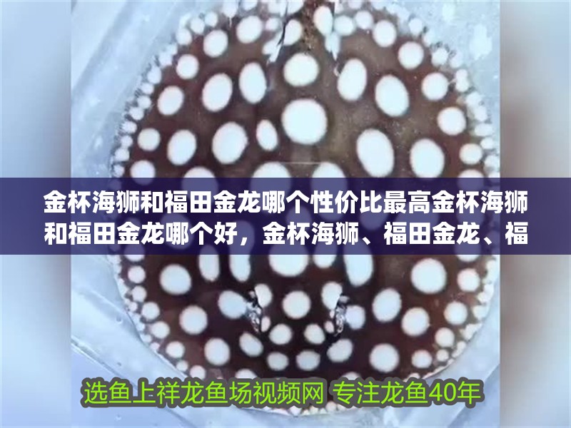 金杯海獅和福田金龍哪個性價比最高金杯海獅和福田金龍哪個好，金杯海獅、福田金龍、福田風景g7哪個更可靠？