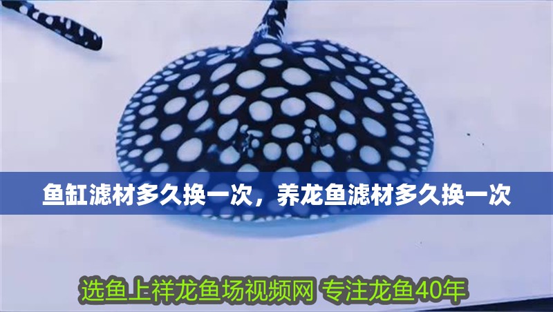 魚缸濾材多久換一次，養(yǎng)龍魚濾材多久換一次