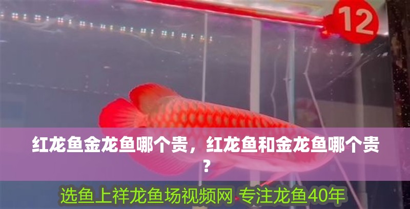紅龍魚金龍魚哪個(gè)貴，紅龍魚和金龍魚哪個(gè)貴？
