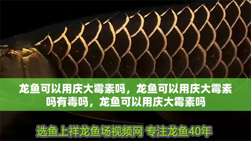 龍魚可以用慶大霉素嗎，龍魚可以用慶大霉素嗎有毒嗎，龍魚可以用慶大霉素嗎