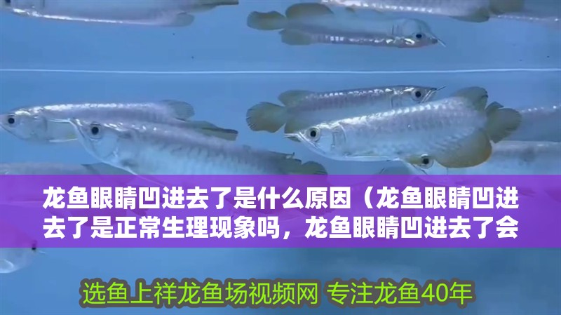 龍魚眼睛凹進去了是什么原因（龍魚眼睛凹進去了是正常生理現(xiàn)象嗎，龍魚眼睛凹進去了會影響視力）