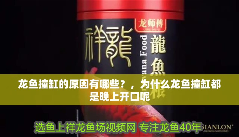 龍魚撞缸的原因有哪些？，為什么龍魚撞缸都是晚上開口呢