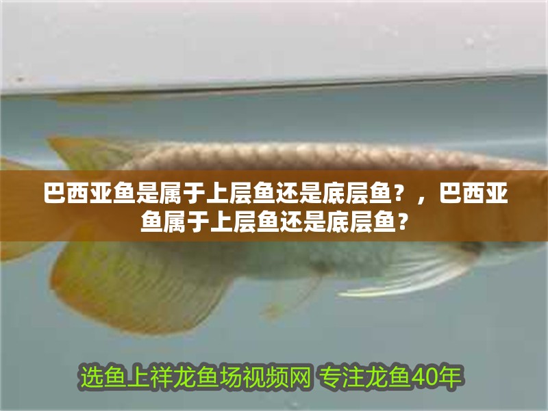巴西亞魚(yú)是屬于上層魚(yú)還是底層魚(yú)？，巴西亞魚(yú)屬于上層魚(yú)還是底層魚(yú)？