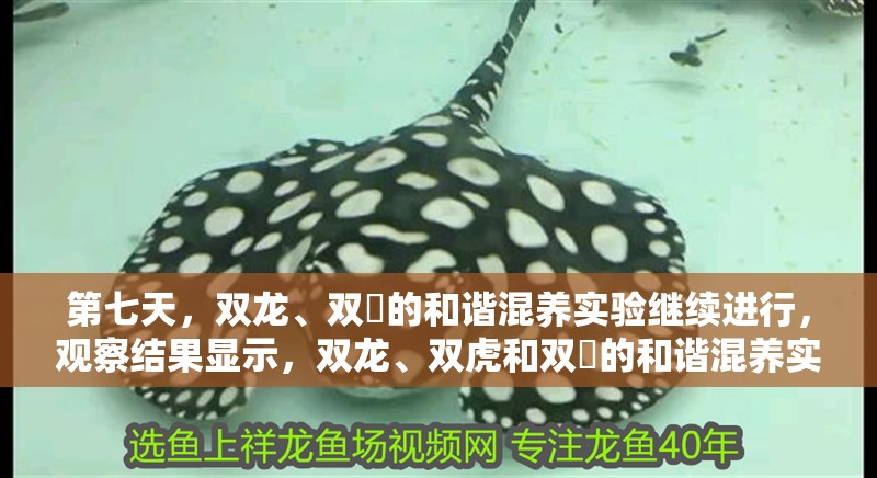 第七天，雙龍、雙魟的和諧混養實驗繼續進行，觀察結果顯示，雙龍、雙虎和雙魟的和諧混養實驗