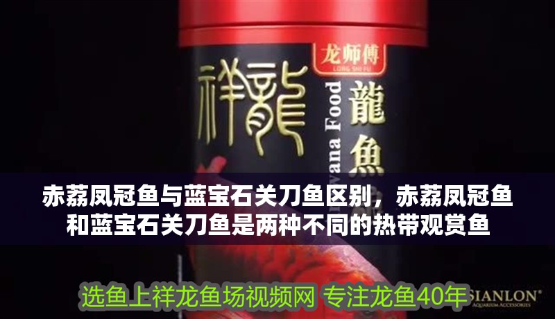 赤荔鳳冠魚與藍(lán)寶石關(guān)刀魚區(qū)別，赤荔鳳冠魚和藍(lán)寶石關(guān)刀魚是兩種不同的熱帶觀賞魚