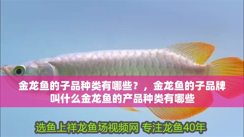 金龍魚的子品種類有哪些？，金龍魚的子品牌叫什么金龍魚的產品種類有哪些