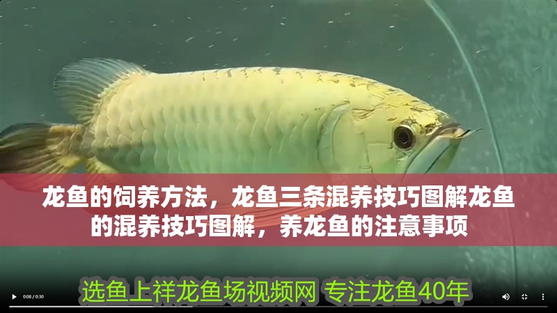 龍魚的飼養(yǎng)方法，龍魚三條混養(yǎng)技巧圖解龍魚的混養(yǎng)技巧圖解，養(yǎng)龍魚的注意事項(xiàng)