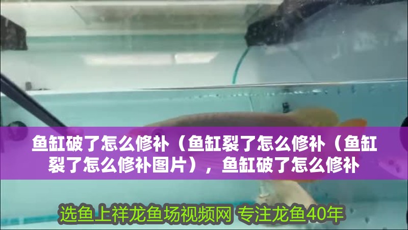 魚缸破了怎么修補(bǔ)（魚缸裂了怎么修補(bǔ)（魚缸裂了怎么修補(bǔ)圖片），魚缸破了怎么修補(bǔ)