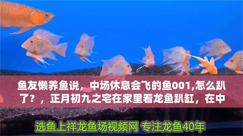 魚友懶養(yǎng)魚說，中場休息會飛的魚001,怎么趴了？，正月初九之宅在家里看龍魚趴缸，在中國傳統(tǒng)文化中