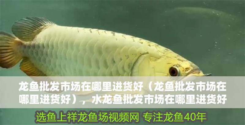 龍魚批發市場在哪里進貨好（龍魚批發市場在哪里進貨好），水龍魚批發市場在哪里進貨好