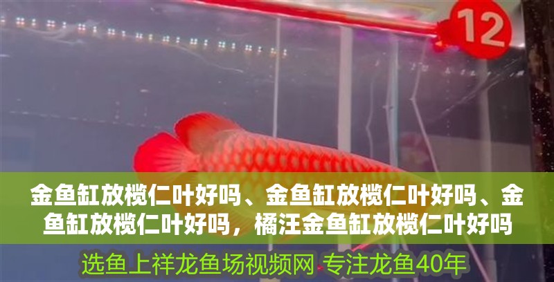 金魚缸放欖仁葉好嗎、金魚缸放欖仁葉好嗎、金魚缸放欖仁葉好嗎，橘汪金魚缸放欖仁葉好嗎、金魚缸放欖仁葉好嗎、金魚缸放欖仁葉好嗎