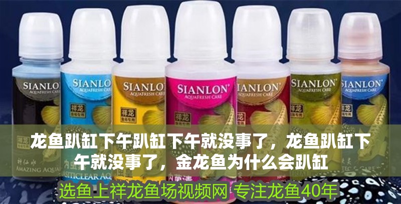 龍魚趴缸下午趴缸下午就沒事了，龍魚趴缸下午就沒事了，金龍魚為什么會趴缸