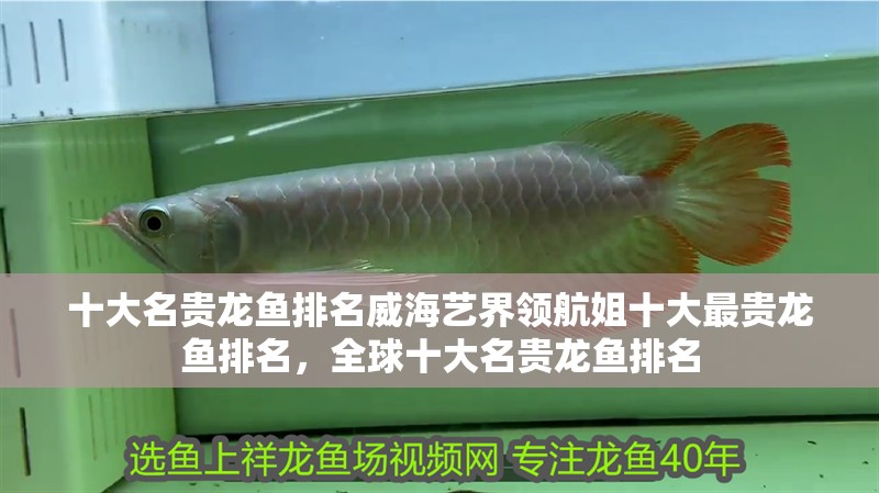 十大名貴龍魚排名威海藝界領(lǐng)航姐十大最貴龍魚排名，全球十大名貴龍魚排名